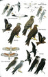 Birds of Ghana, Second edition - Borrow 2022